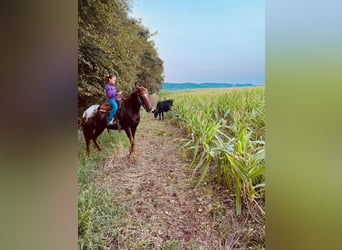 American Quarter Horse, Gelding, 10 years, Chestnut