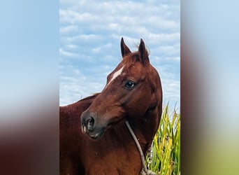 American Quarter Horse, Gelding, 10 years, Chestnut