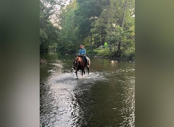 American Quarter Horse, Gelding, 10 years, Chestnut