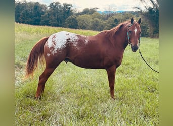 American Quarter Horse, Gelding, 10 years, Chestnut