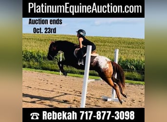 American Quarter Horse, Gelding, 10 years, Chestnut