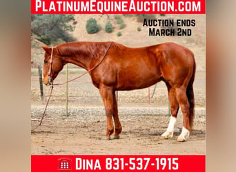 American Quarter Horse, Gelding, 10 years, Chestnut