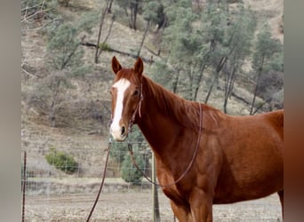 American Quarter Horse, Gelding, 10 years, Chestnut