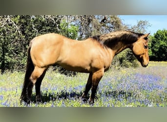 American Quarter Horse, Gelding, 10 years, Dun