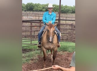 American Quarter Horse, Gelding, 10 years, Dun