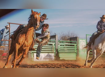 American Quarter Horse, Gelding, 10 years, Dun