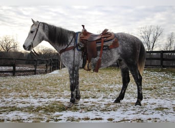 American Quarter Horse, Gelding, 10 years, Gray-Dapple