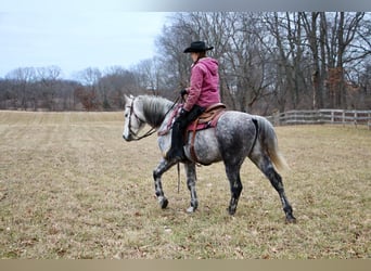 American Quarter Horse, Gelding, 10 years, Gray-Dapple