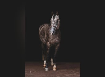 American Quarter Horse, Gelding, 10 years, Gray-Dapple