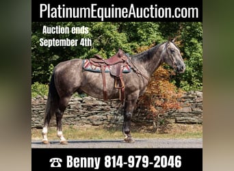 American Quarter Horse, Gelding, 10 years, Gray-Dapple