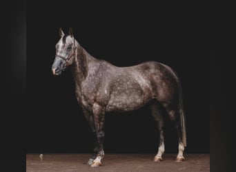 American Quarter Horse, Gelding, 10 years, Gray-Dapple