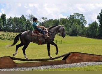 American Quarter Horse, Gelding, 10 years, Gray-Dapple