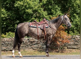 American Quarter Horse, Gelding, 10 years, Gray-Dapple