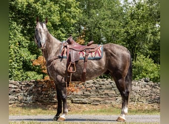 American Quarter Horse, Gelding, 10 years, Gray-Dapple