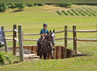 American Quarter Horse, Gelding, 10 years, Gray-Dapple