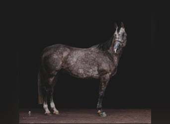 American Quarter Horse, Gelding, 10 years, Gray-Dapple