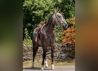 American Quarter Horse, Gelding, 10 years, Gray-Dapple
