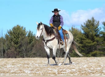 American Quarter Horse, Gelding, 10 years, Gray