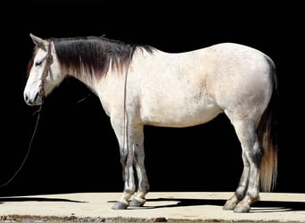 American Quarter Horse, Gelding, 10 years, Gray