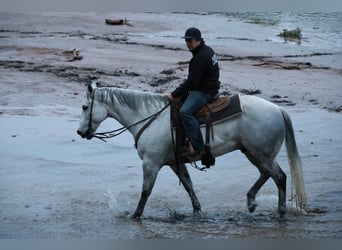 American Quarter Horse, Gelding, 10 years, Grey