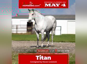 American Quarter Horse, Gelding, 10 years, Grey