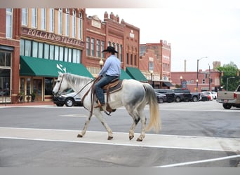 American Quarter Horse, Gelding, 10 years, Grey
