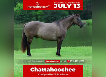 American Quarter Horse, Gelding, 10 years, Grullo
