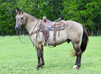 American Quarter Horse, Gelding, 10 years, Grullo