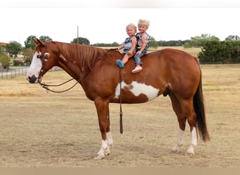 American Quarter Horse, Gelding, 10 years, Overo-all-colors