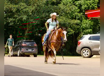 American Quarter Horse, Gelding, 10 years, Overo-all-colors