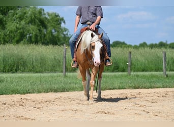 American Quarter Horse, Gelding, 10 years, Palomino