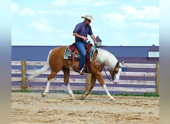 American Quarter Horse, Gelding, 10 years, Palomino