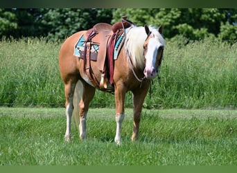 American Quarter Horse, Gelding, 10 years, Palomino