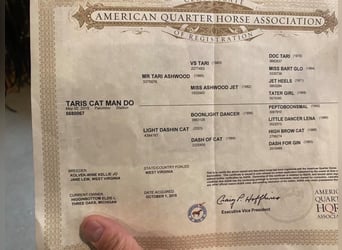 American Quarter Horse, Gelding, 10 years, Palomino
