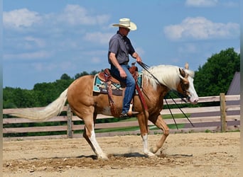 American Quarter Horse, Gelding, 10 years, Palomino