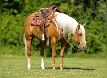 American Quarter Horse, Gelding, 10 years, Palomino