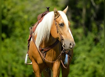 American Quarter Horse, Gelding, 10 years, Palomino