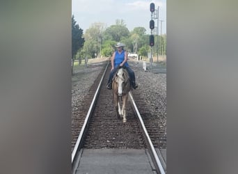 American Quarter Horse, Gelding, 10 years, Palomino