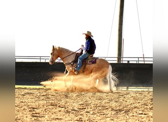 American Quarter Horse, Gelding, 10 years, Palomino