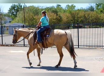 American Quarter Horse, Gelding, 10 years, Palomino
