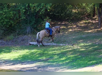 American Quarter Horse, Gelding, 10 years, Palomino