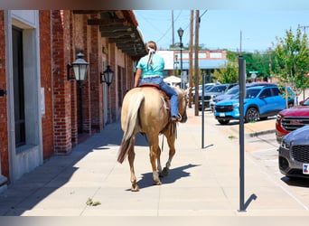 American Quarter Horse, Gelding, 10 years, Palomino