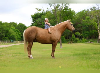 American Quarter Horse, Gelding, 10 years, Palomino