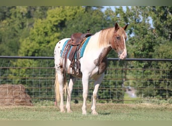 American Quarter Horse, Gelding, 10 years, Pinto