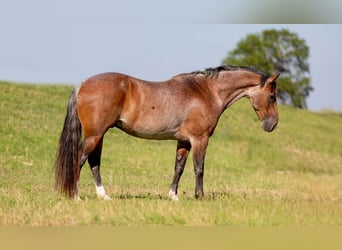 American Quarter Horse, Gelding, 10 years, Roan-Bay