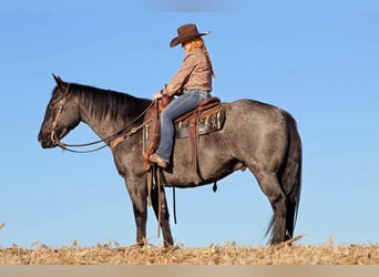 American Quarter Horse Mix, Gelding, 10 years, Roan-Blue