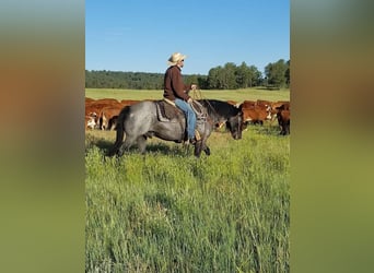 American Quarter Horse Mix, Gelding, 10 years, Roan-Blue