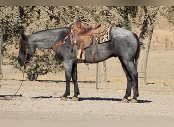 American Quarter Horse, Gelding, 10 years, Roan-Blue