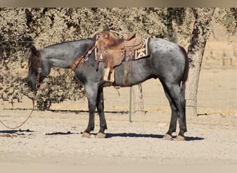 American Quarter Horse, Gelding, 10 years, Roan-Blue