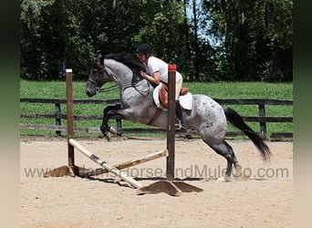 American Quarter Horse, Gelding, 10 years, Roan-Blue